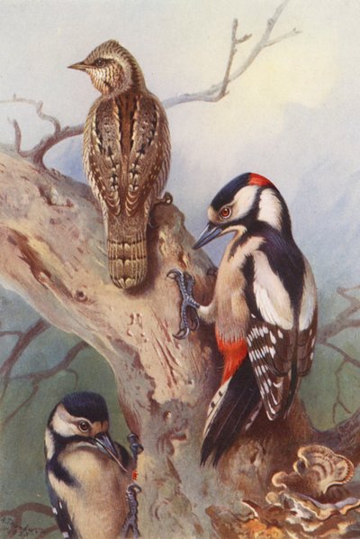 Draaihals, Grote Bonte Specht (mannetje en vrouwtje) door Archibald Thorburn