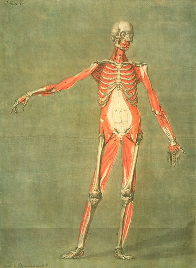Dieper Spierstelsel van de Voorkant van het Lichaam, plaat 5 uit een volledige cursus anatomie met tekst door Jadelot, gegraveerd door de kunstenaar, gepubliceerd 1773 door Arnauld Eloi Gautier D