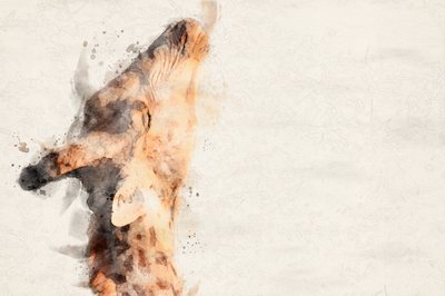Sierlijke giraffe in aquarel door Arno Du Toit