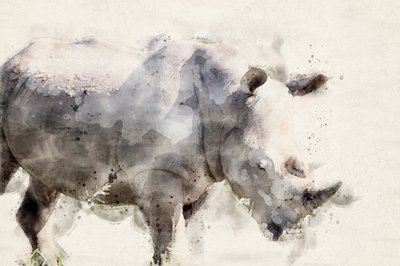 Sierlijke neushoorn in aquarel door Arno Du Toit
