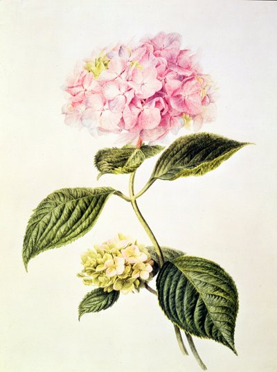 PD.64-1975 Hortensia door Arnoldus Bloemers