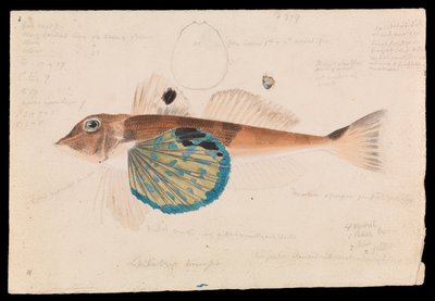 Vlindervis, Lepidotrigla vanessa door Arthur Bartholomew