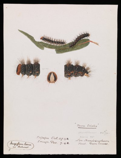 Rups, Epicoma contristis, Teara tristis door Arthur Bartholomew