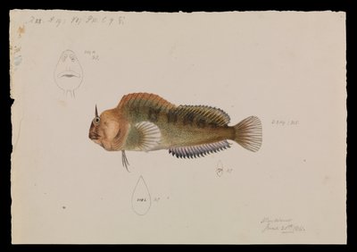 Tasmaanse Blenny, Parablennius tasmanianus door Arthur Bartholomew