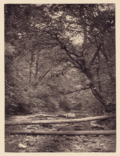 [Omgevallen bomen in bos]. door Arthur Brown