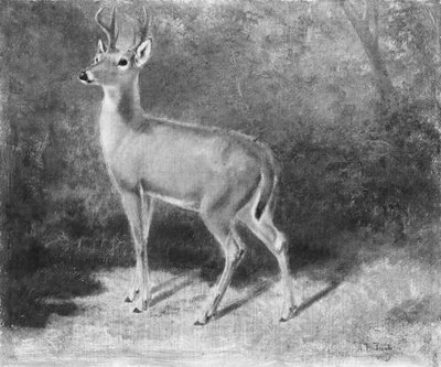 Hertenschets uit de natuur door Arthur Fitzwilliam Tait