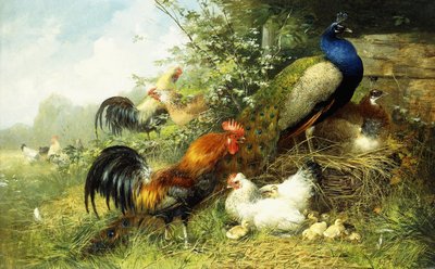 Gevogelte en pauwen, 1899 door Arthur Fitzwilliam Tait