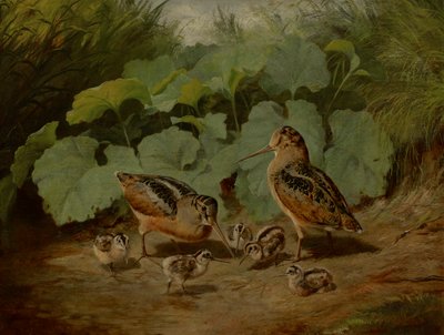 Houtsnip en Jong door Arthur Fitzwilliam Tait