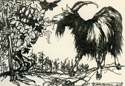 Aesopus