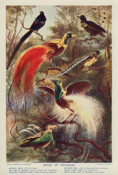 Paradijsvogels door Arthur Twidle