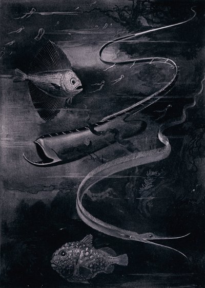 Diepzeevis (litho) door Arthur Twidle