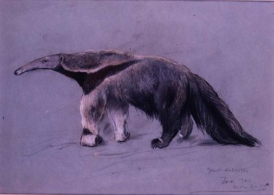 Grote Miereneter door Arthur Wardle