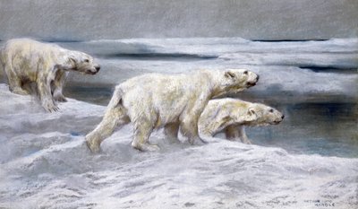 IJsberen, ca. 1900 door Arthur Wardle
