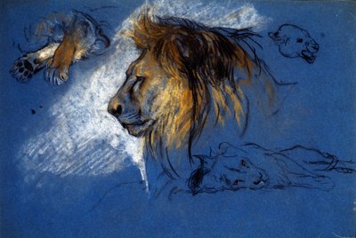 Studie van een Leeuw, ca. 1905 (pastel op blauw papier) door Arthur Wardle