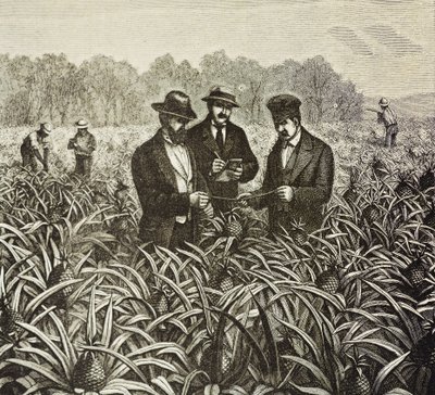Engeland (19e eeuw). Kolonisatie (1880). Bahama ananasplantage. Engelse kolonie op New Providence Island. Ananassen waren een van de belangrijkste exportproducten uit de haven van Nassau. Gravure. Privécollectie door Artist Unknown