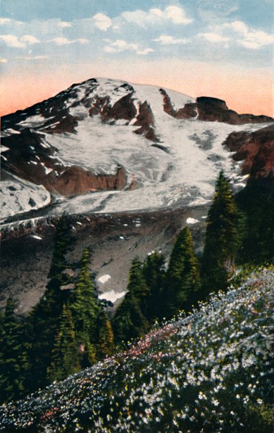Lawinelelies, groeiend op Mount Rainier, c1916 door Asahel Curtis