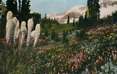 Indiase mandengras groeiend in Mount Rainier National Park, ca. 1916 door Asahel Curtis