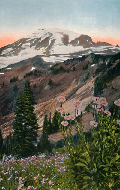 Paarse Asters, in Mount Rainier Nationaal Park, ca. 1916 door Asahel Curtis