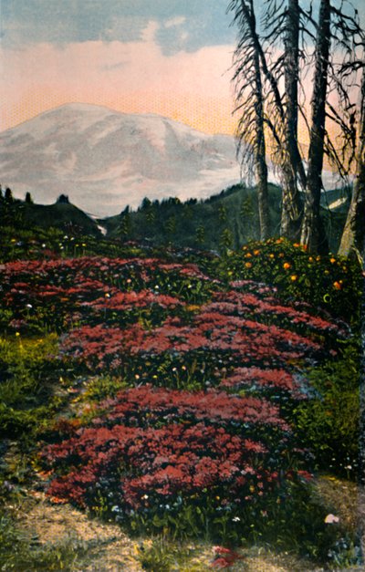 Paarse Heide groeiend in Mount Rainier National Park, ca. 1916 door Asahel Curtis