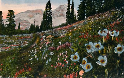 De anemoon in Mount Rainier National Park door Asahel Curtis