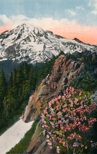 De sleutelbloem op Mount Rainier, ca. 1916 door Asahel Curtis