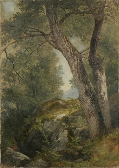 Butternut Boom in Den Haag, Lake George, NY, 1862 door Asher Brown Durand