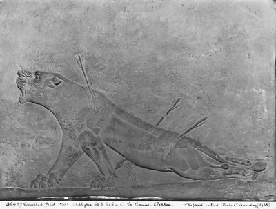 Gewonde leeuwin, detail van een reliëfpaneel dat Ashurbanipal II toont die leeuwen doodt, uit het Paleis van Ashurbanipal II, Nimrud, Irak, Neo-Assyrisch, 668-627 v.Chr. door Assyrian
