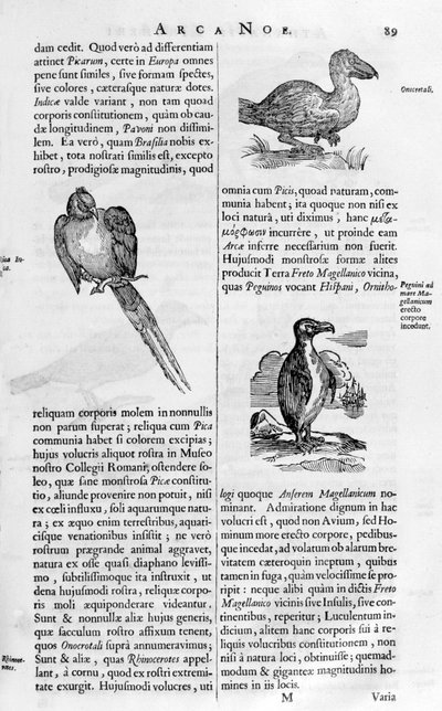 Vogels, 1675 door Athanasius Kircher