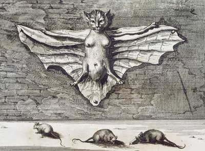 Cattus volans, 1667 door Athanasius Kircher