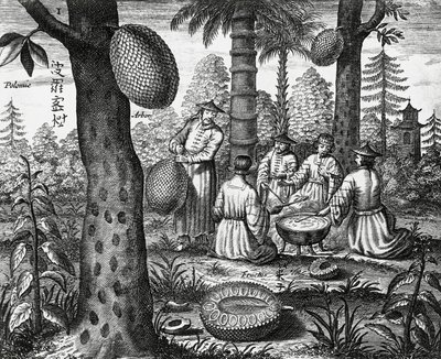 Chinese vruchten (Arbor polomie, Chinese papaja), gravure uit China monuments door Athanasius Kircher
