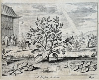 De camellia - in 
