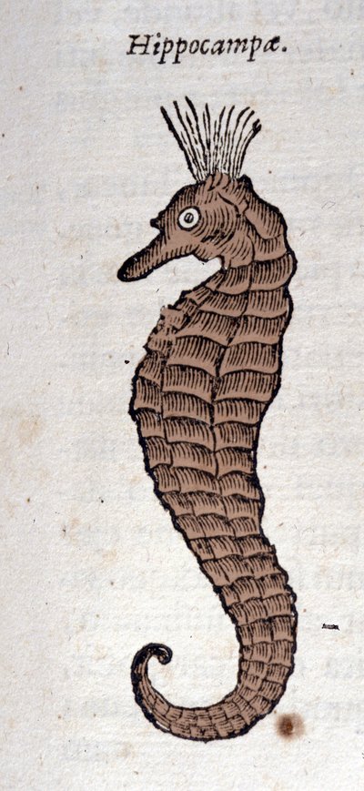 Weergave van een zeepaardje. Gravure uit een werk van Athanasius Kircher (1601 - 1680), jezuïet, oriëntalist en geleerde. door Athanasius Kircher
