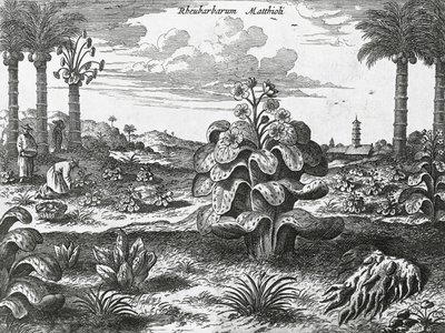 Rabarberplant, gravure uit China monuments door Athanasius Kircher