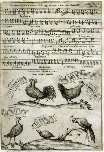 Het lied van bepaalde vogels uitgedrukt in muzieknoten naar: 
