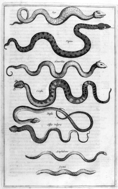 Soorten slangen, uit Arca Noe door Athanasius Kircher