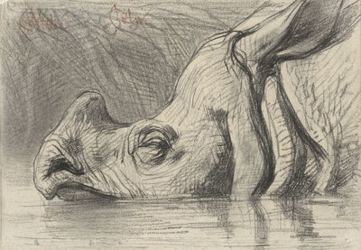 Hoofd van een neushoorn, half ondergedompeld in het water door August Allebe