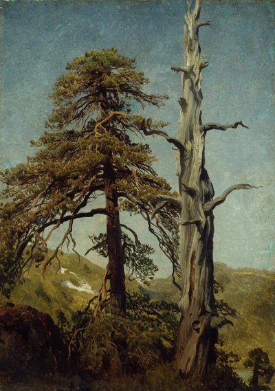 Studie van Bomen door August Cappelen