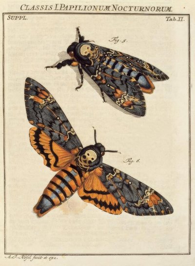 Vlinder, doodshoofd / Rösel v. R. door August Johann Rösel von Rosenhof