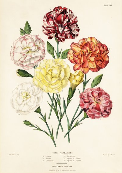 Boomanjer Variëteiten, Dianthus caryophyllus: Ariadne 1, Beauty 2, Garibaldi 3, Perfection 4, Queen of Whites 5, Queen of Yellows 6 door Augusta Innes (after) Withers