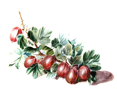 Kruisbessen door Augusta Innes Withers