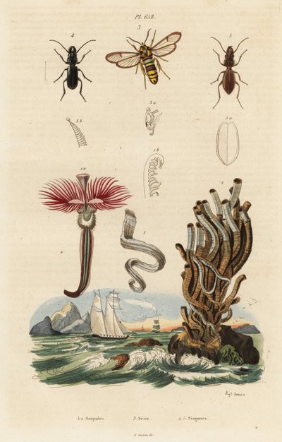 Pluimworm, horzelmot en kevers door Auguste Dumenil