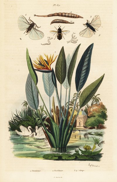 Soldaatvlieg, kraanvogelbloem en ,1834-1839 (gravure) door Auguste Dumenil