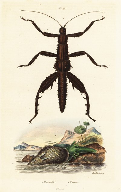 Doornige duivel wandelstok en Australische fazant schelp door Auguste Dumenil
