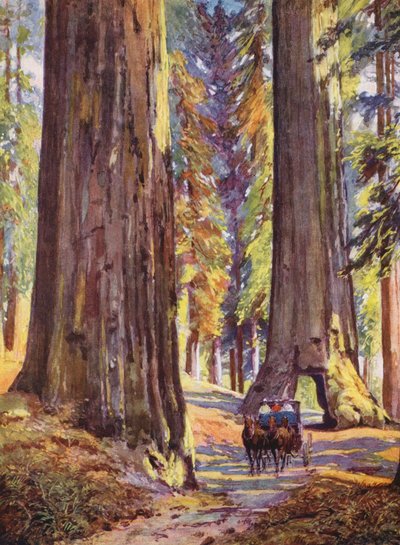 Reuzenbomen van Californië, Verenigde Staten door Auguste Gerardin