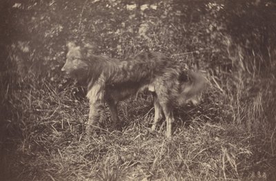 Studie van een Hond, late 1870s door Auguste Giraudon