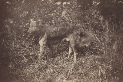 Studie van een hond door Auguste Giraudon