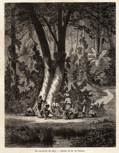 Het plukken van Syri, of betel, waarvan het met kalk bedekte blad essentieel is voor de productie van lokale Chic. Tekening door M. de Molins, om zijn reis naar Java te illustreren door Auguste de Molins