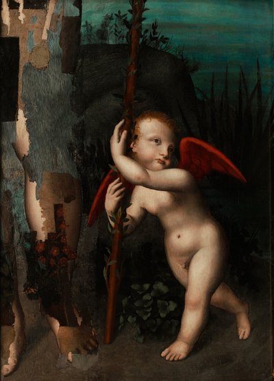 Cupido met een mirte door Aurelio Luini