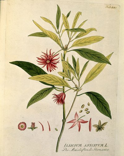 Botanisch: 