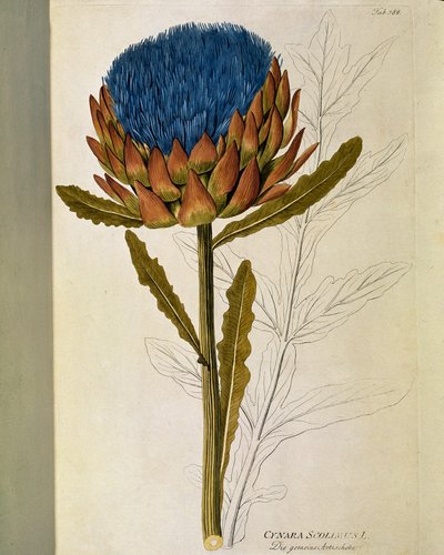 Botanisch: 